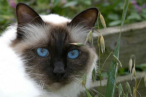 blue eyes