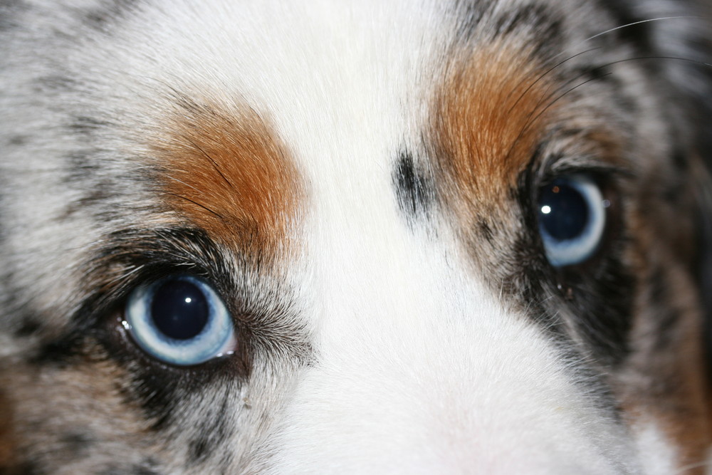 Blue Eye´s