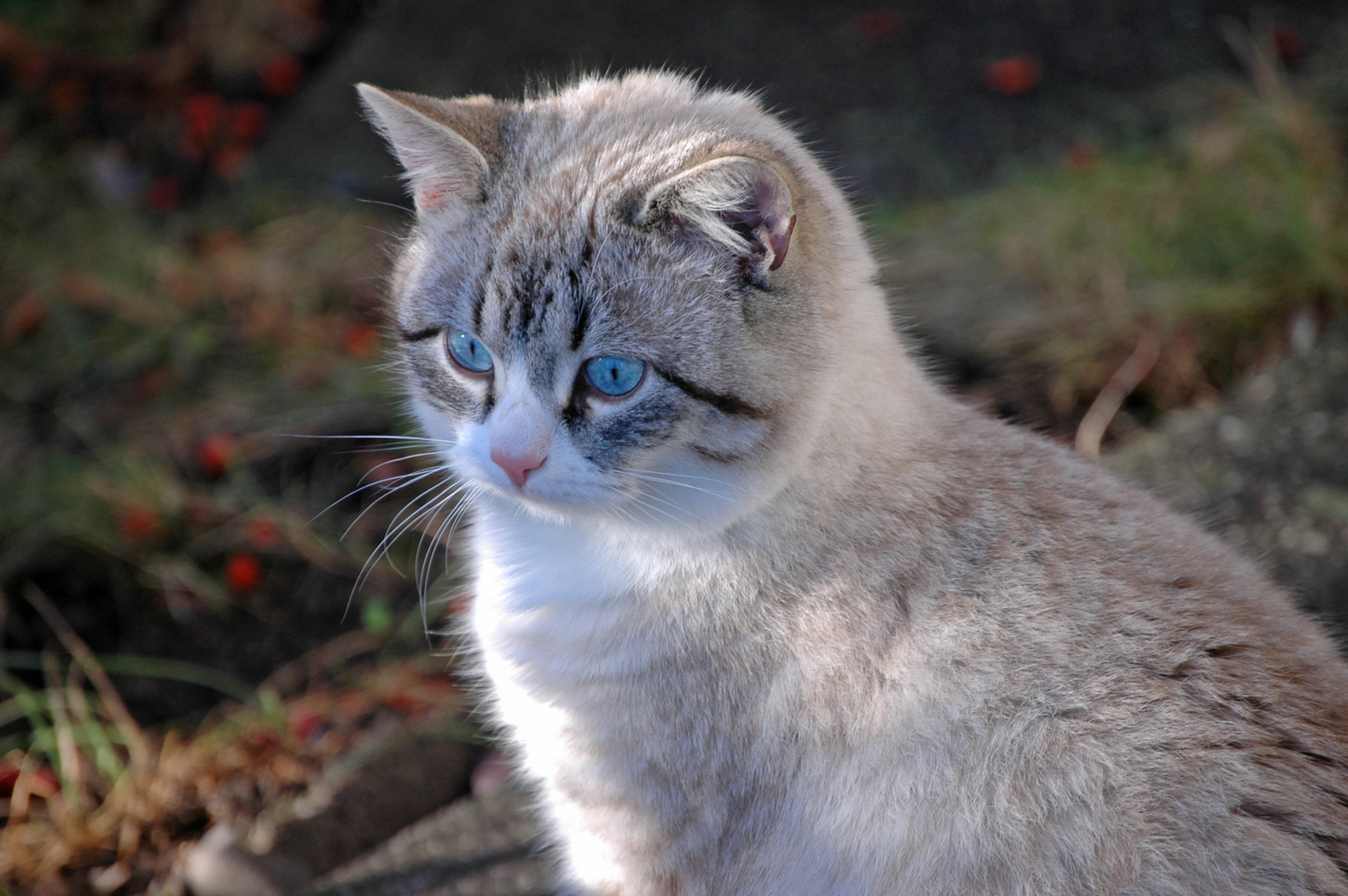 Blue Eyes