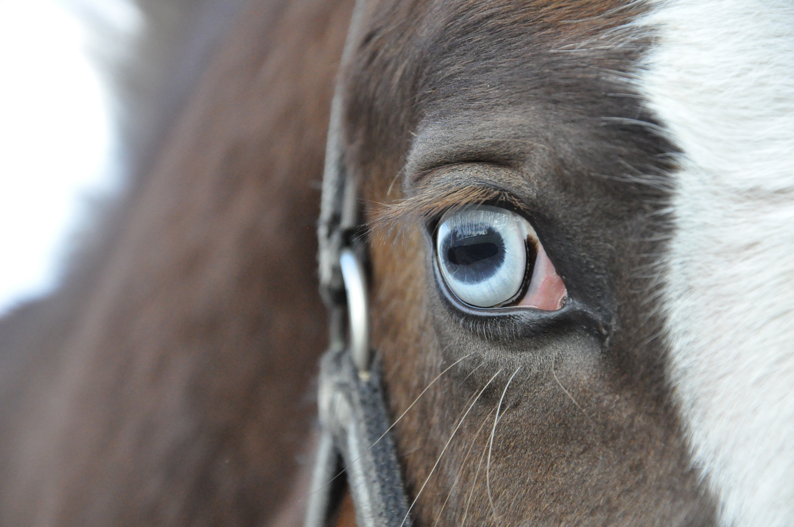 Blue eyes