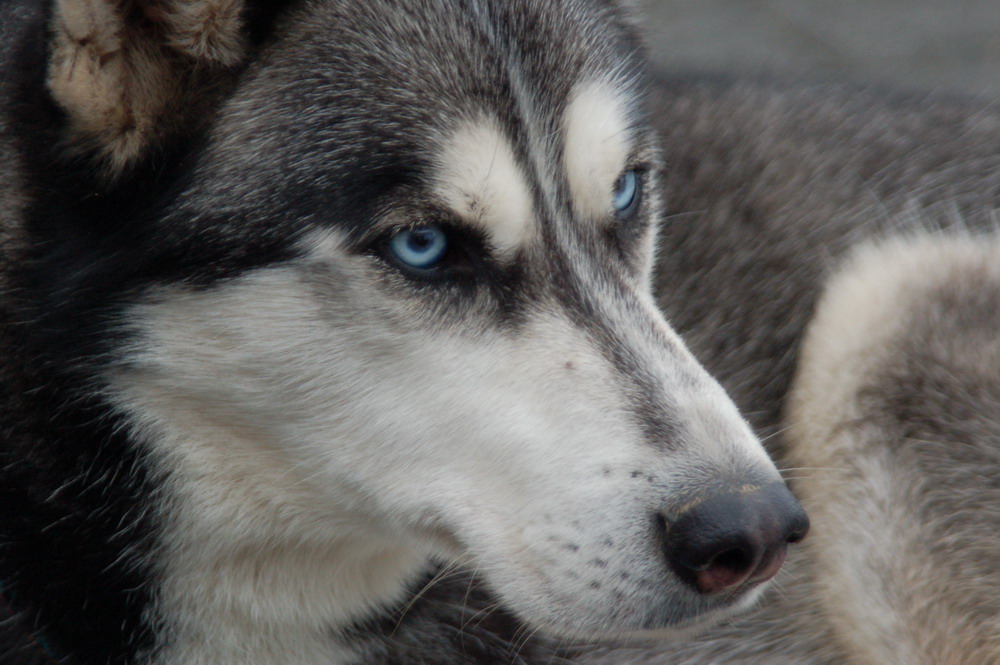 BLUE EYES