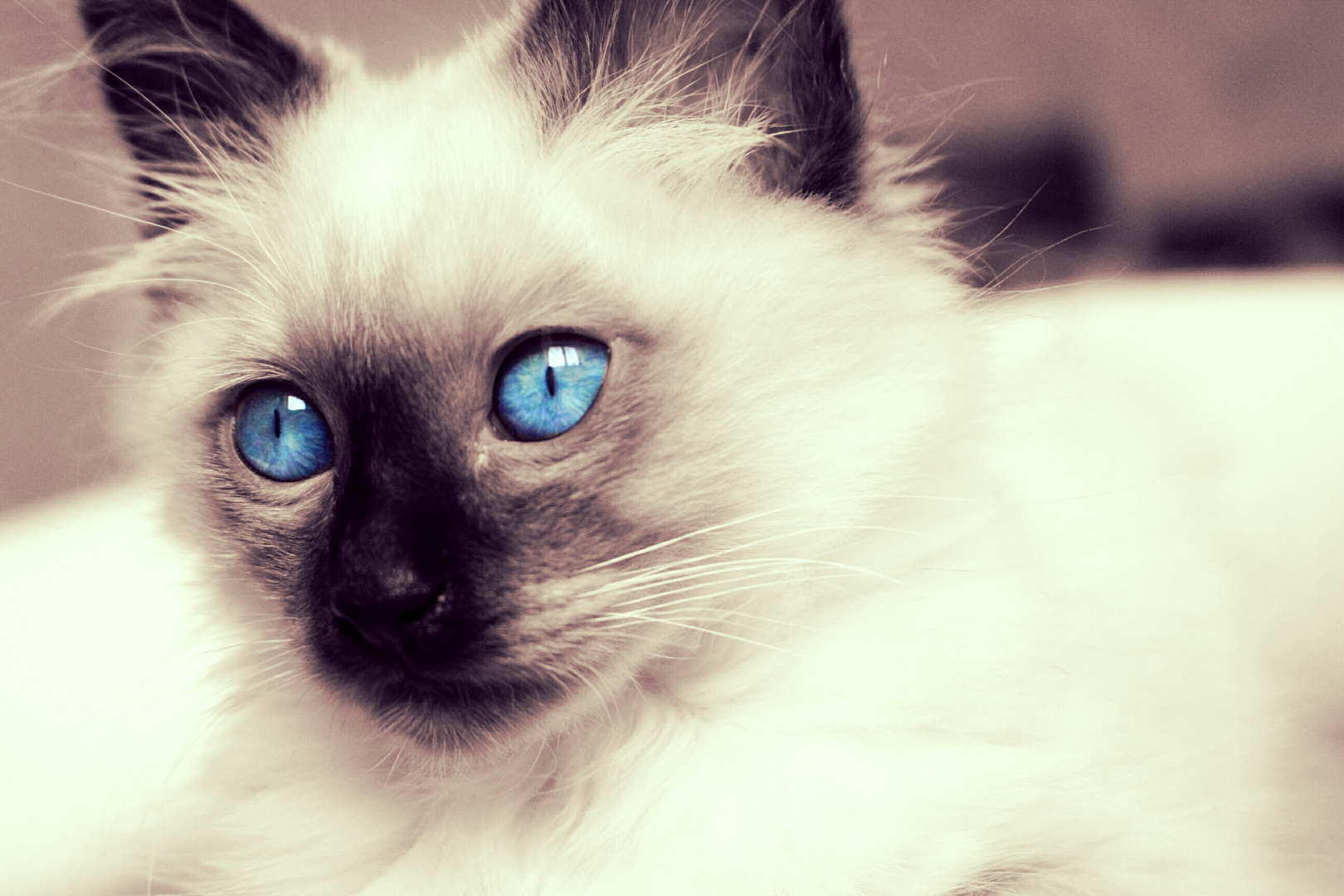 Blue eyes