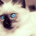 Blue eyes