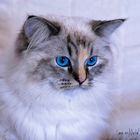 BLUE EYES