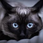 blue eyes