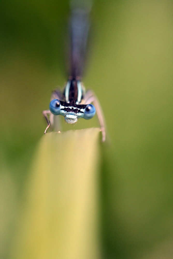 Blue Eyes