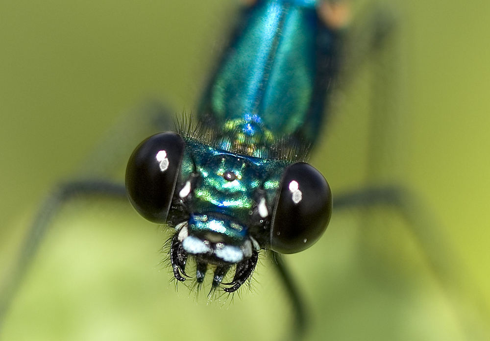 Blue eyes