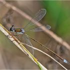 "Blue eyes . . ." bezaubern bei dieser filigranen, . . .