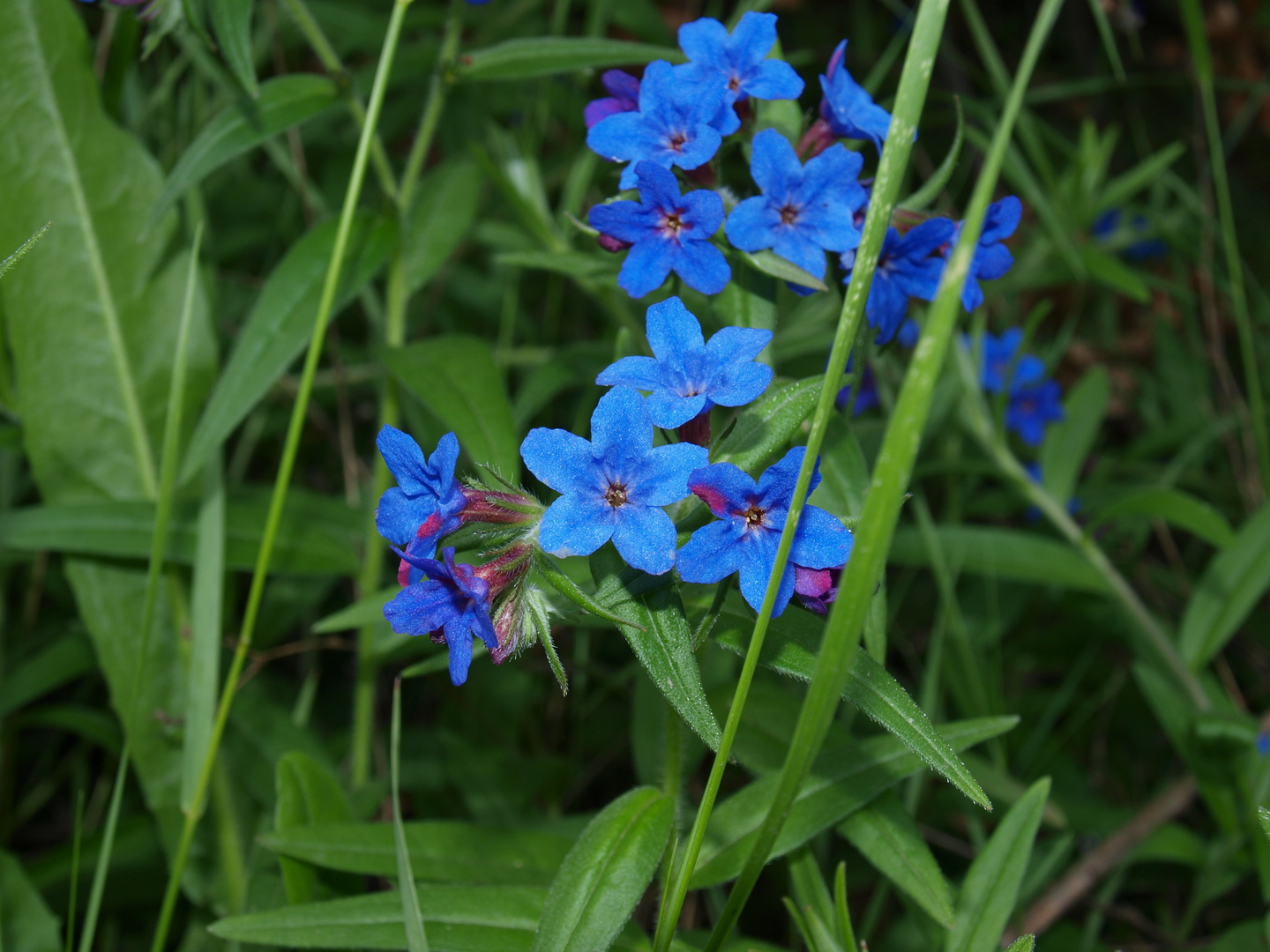 Blue eyes// Buglossoides purpurocaerulea (Aegonychon purpureo-caeruleum (L.) Holub)