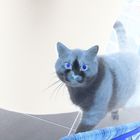 Blue eyes cat