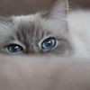 Blue Eyes Cat