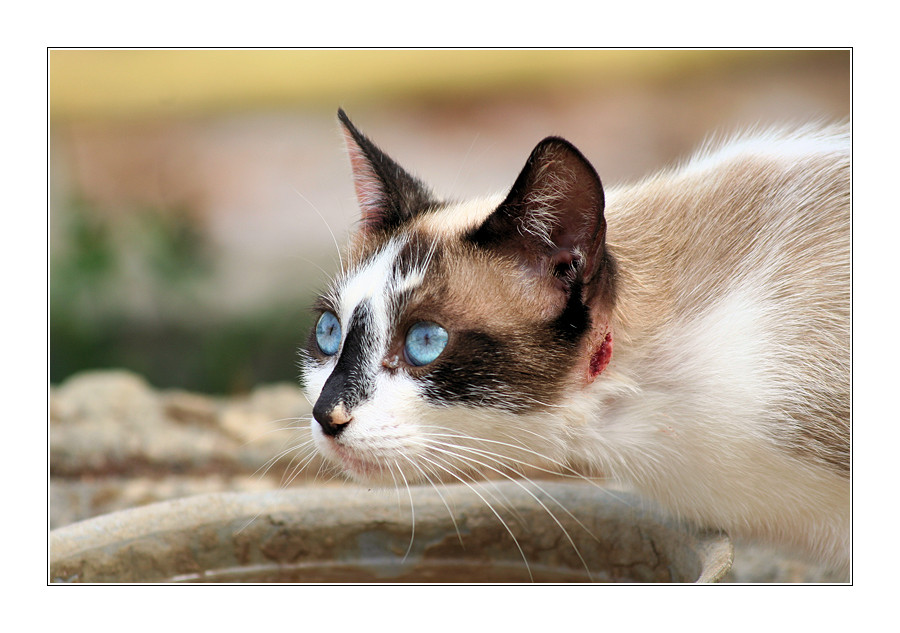 Blue Eyes Cat