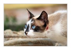 Blue Eyes Cat