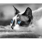 Blue Eyes Cat SW