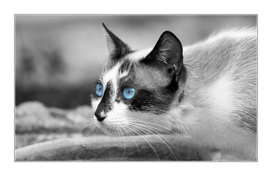 Blue Eyes Cat SW