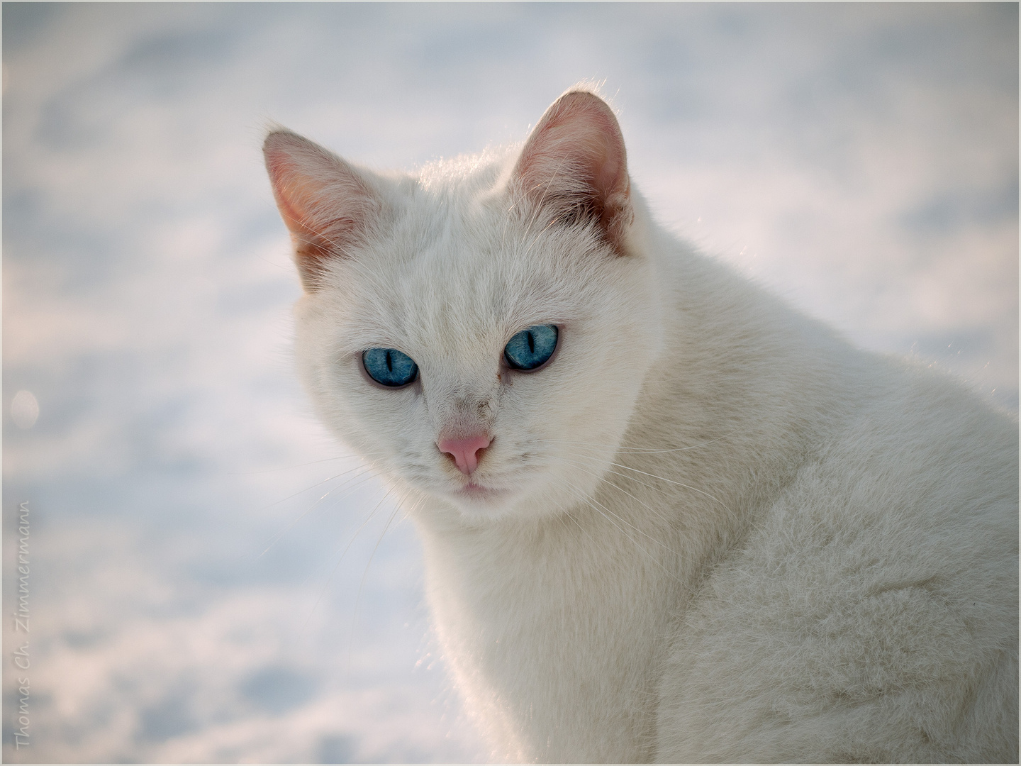  blue eyes