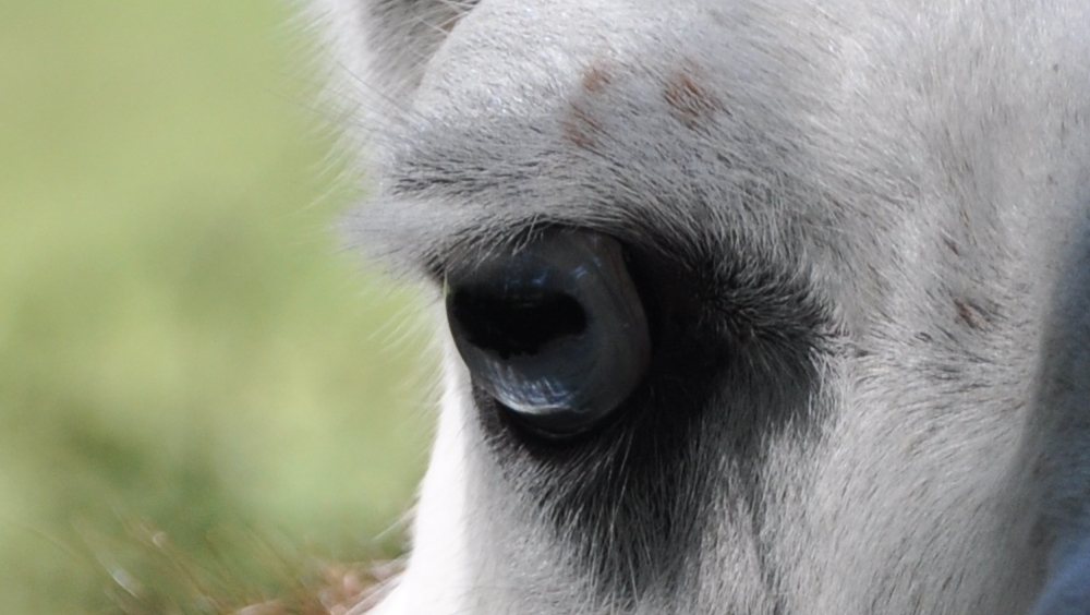 blue eyes