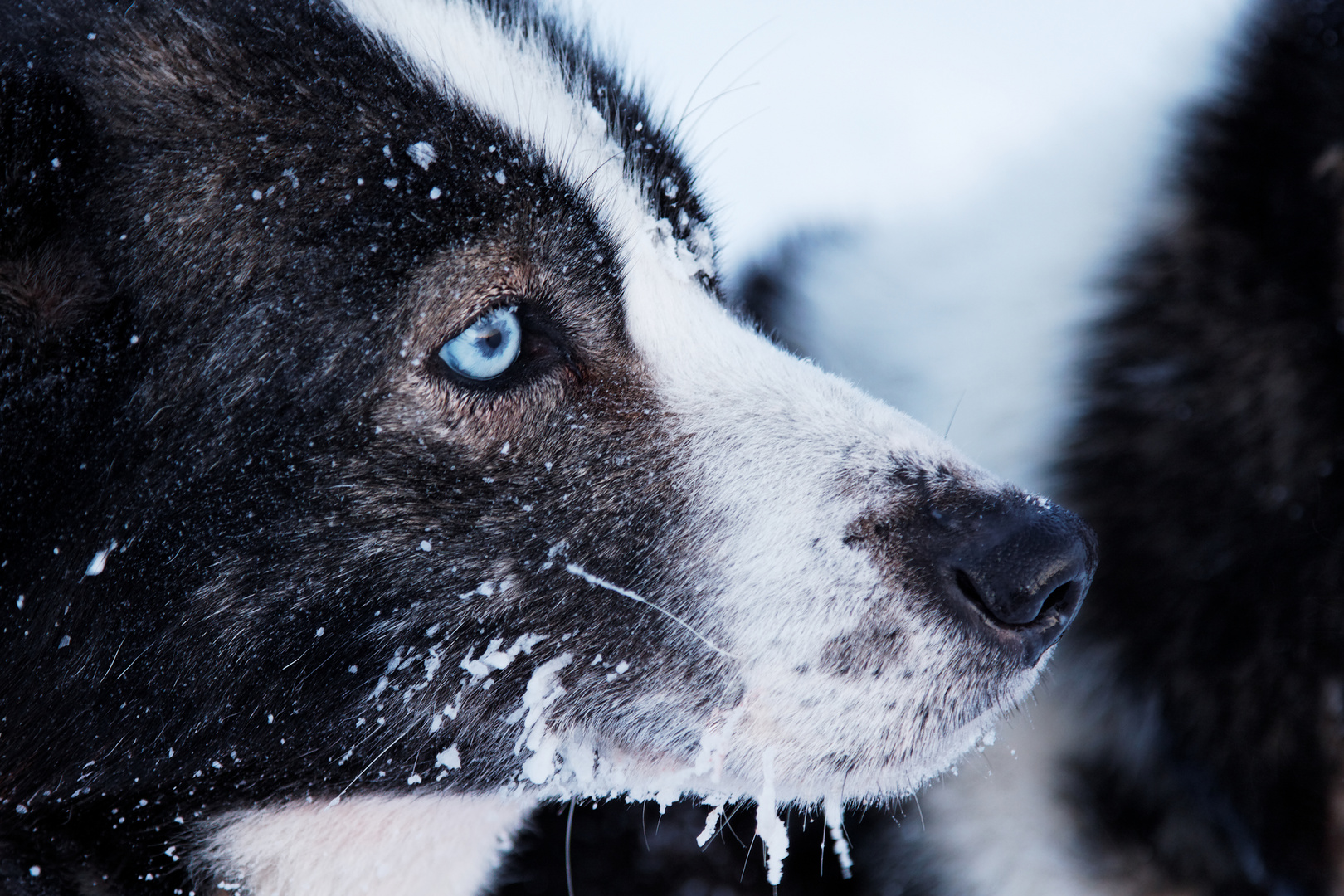 Blue Eyes