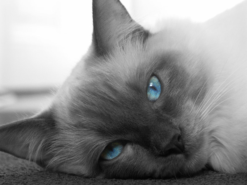 Blue eyes