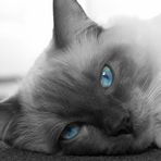 Blue eyes