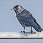 "Blue eyes" - Die Dohlen (Corvus monedula) mit . . .