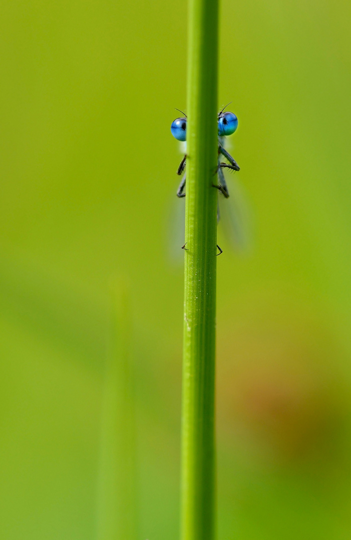 blue eyes 