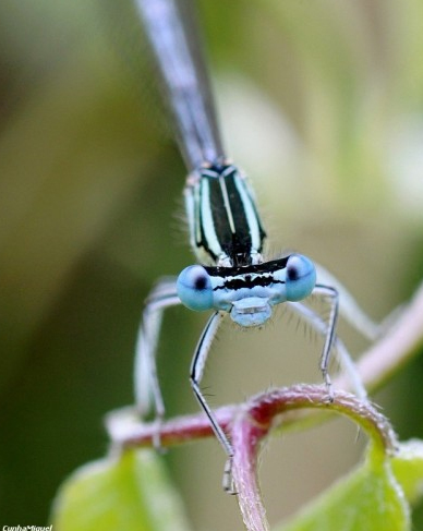 Blue eyes