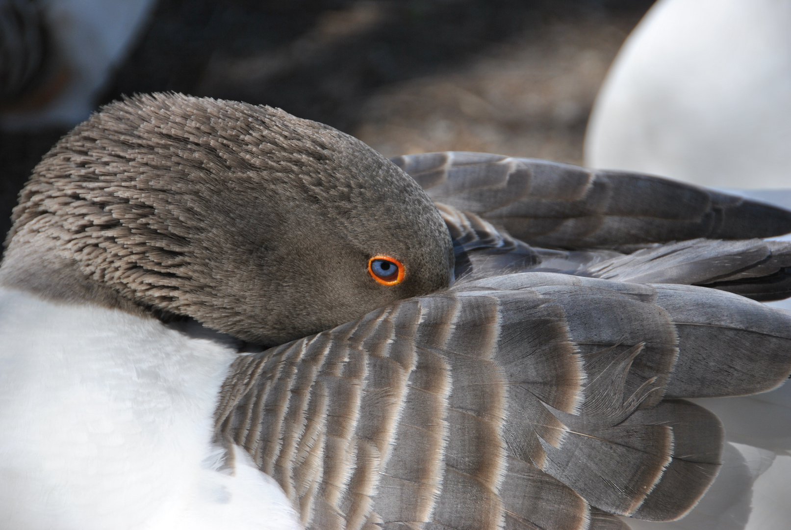 Blue Eyes - Gans