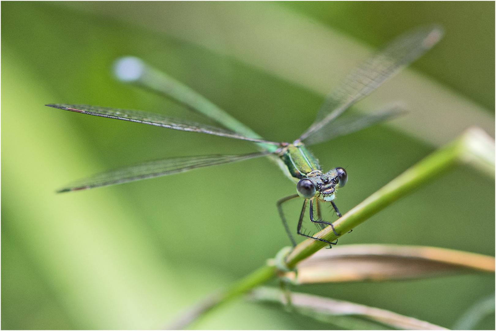 "Blue eyes" haben die Gemeinen Bnsenjungfern, die . . .