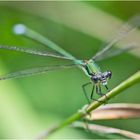 "Blue eyes" haben die Gemeinen Bnsenjungfern, die . . .