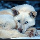 blue eyes - Husky