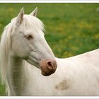 Blue Eyes - Irish Tinker - Irish Cob - Gypsy Vanner, Tipperary Irland