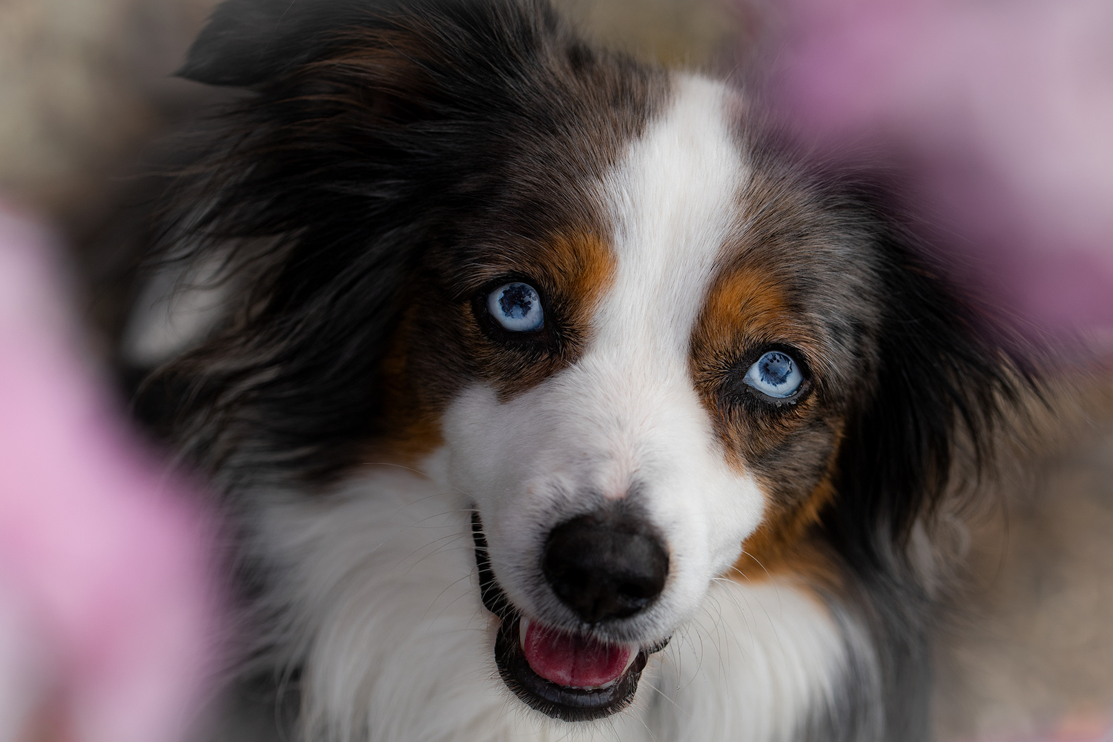 Blue Eyes of Hazel