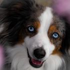 Blue Eyes of Hazel