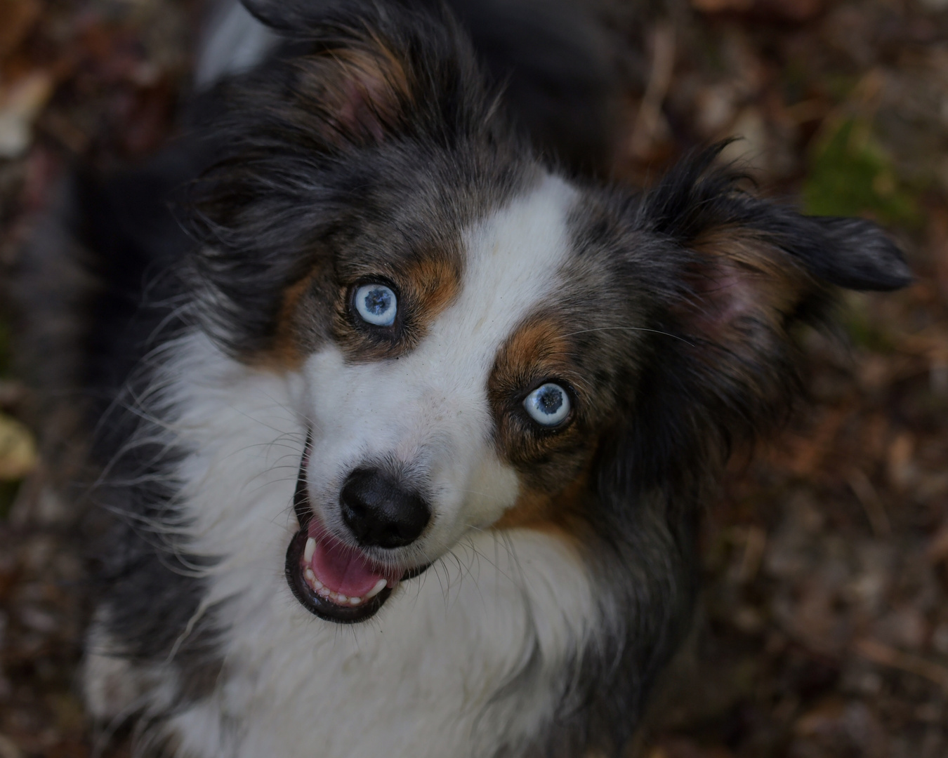 Blue Eyes of Hazel