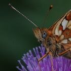 Blue Eyes - Soft-Portrait Boloria selene