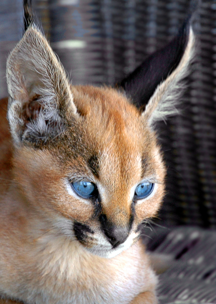 Blue Eyes - Young Caracal