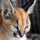 Blue Eyes - Young Caracal