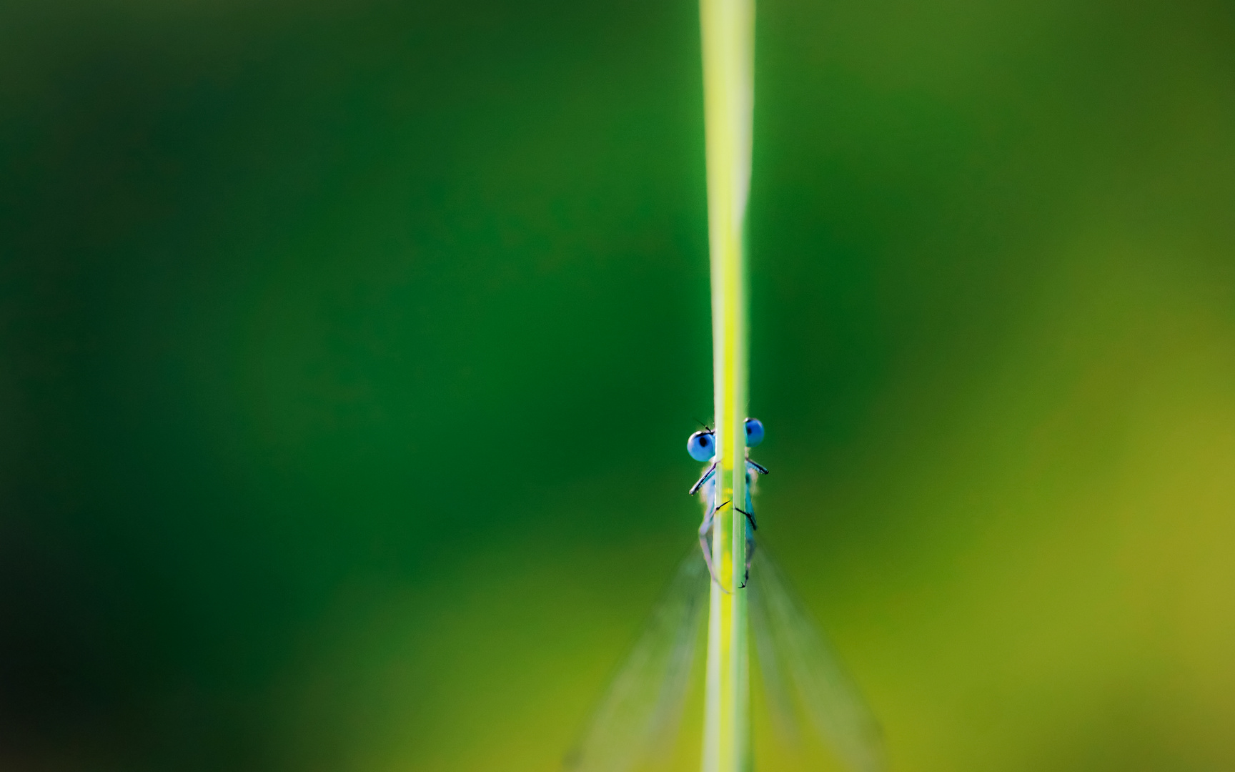 Blue Eyes...in a green World