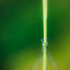 Blue Eyes...in a green World