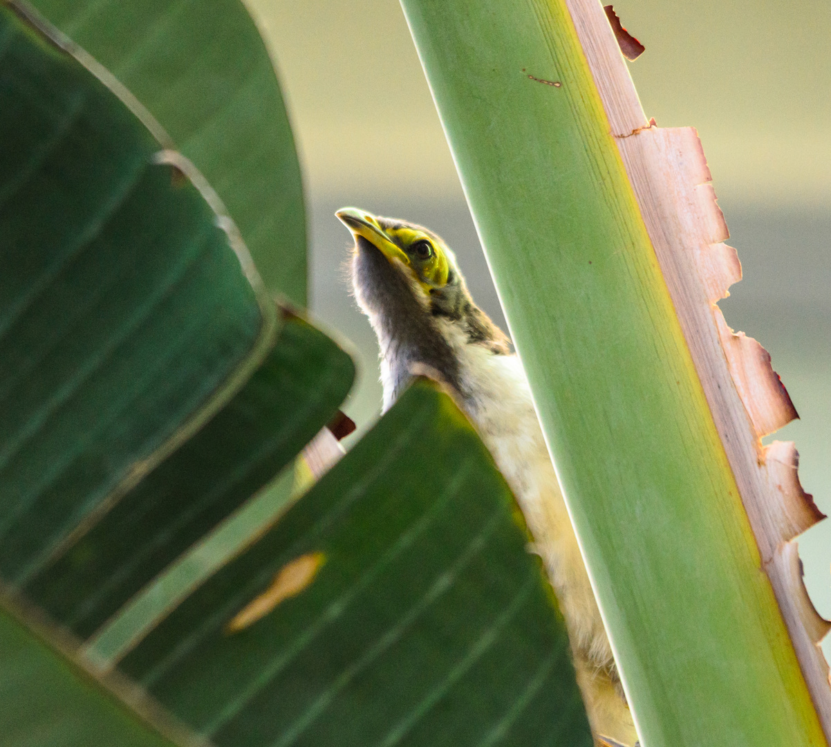 Blue face honey Eater