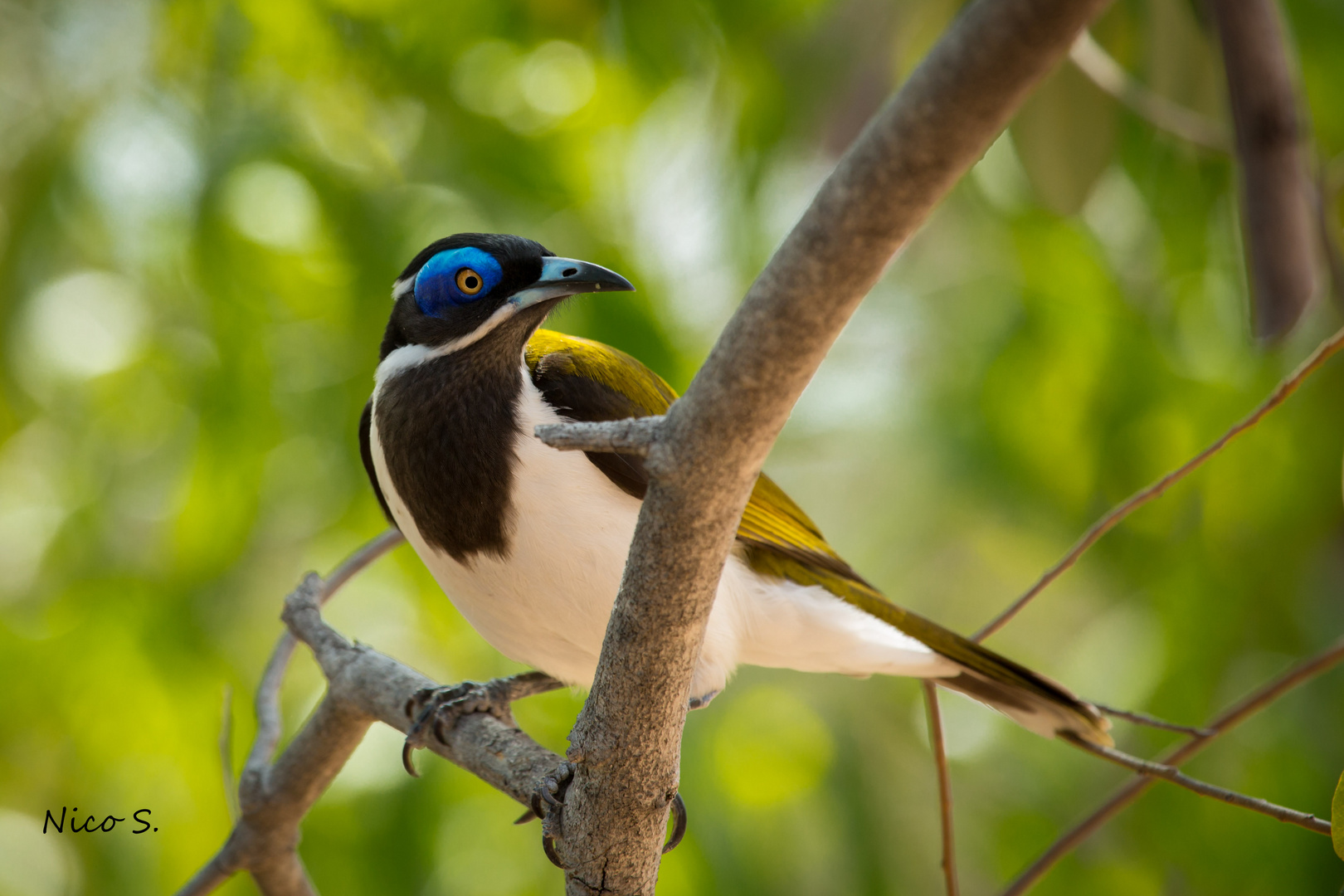 Blue-faced honeyeater-1