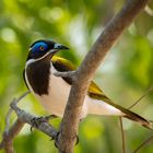 Blue-faced honeyeater-1