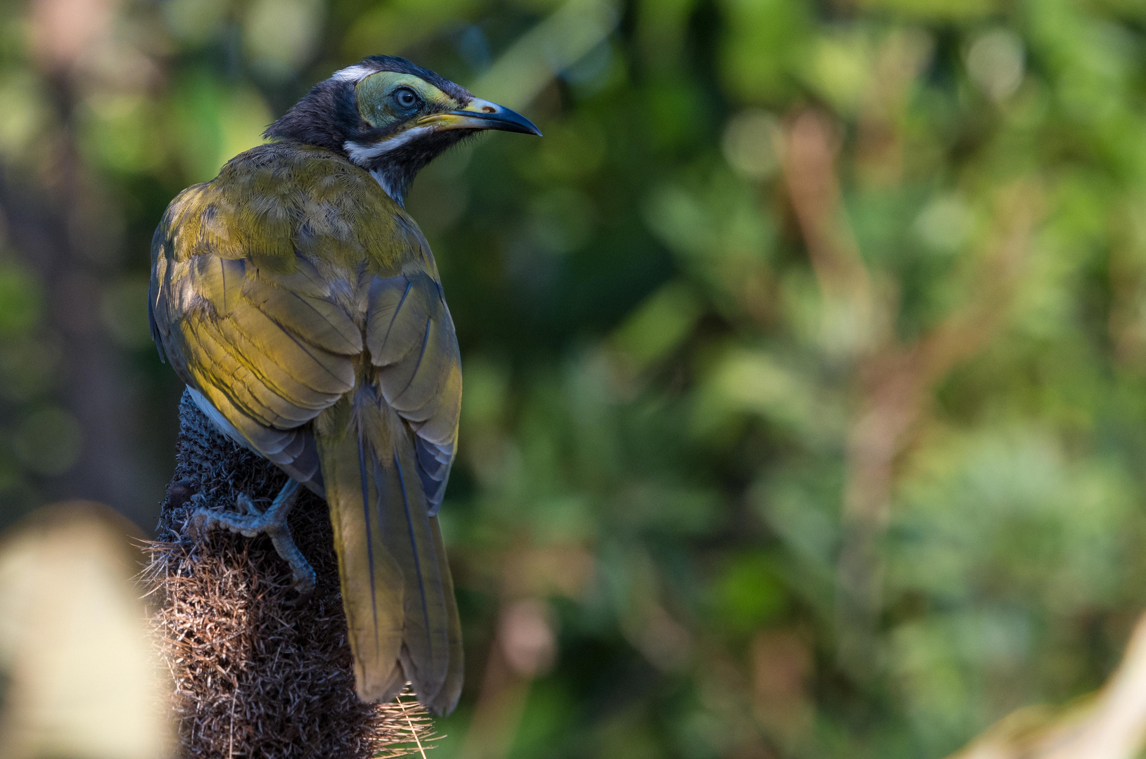 Blue-faced Honeyeater