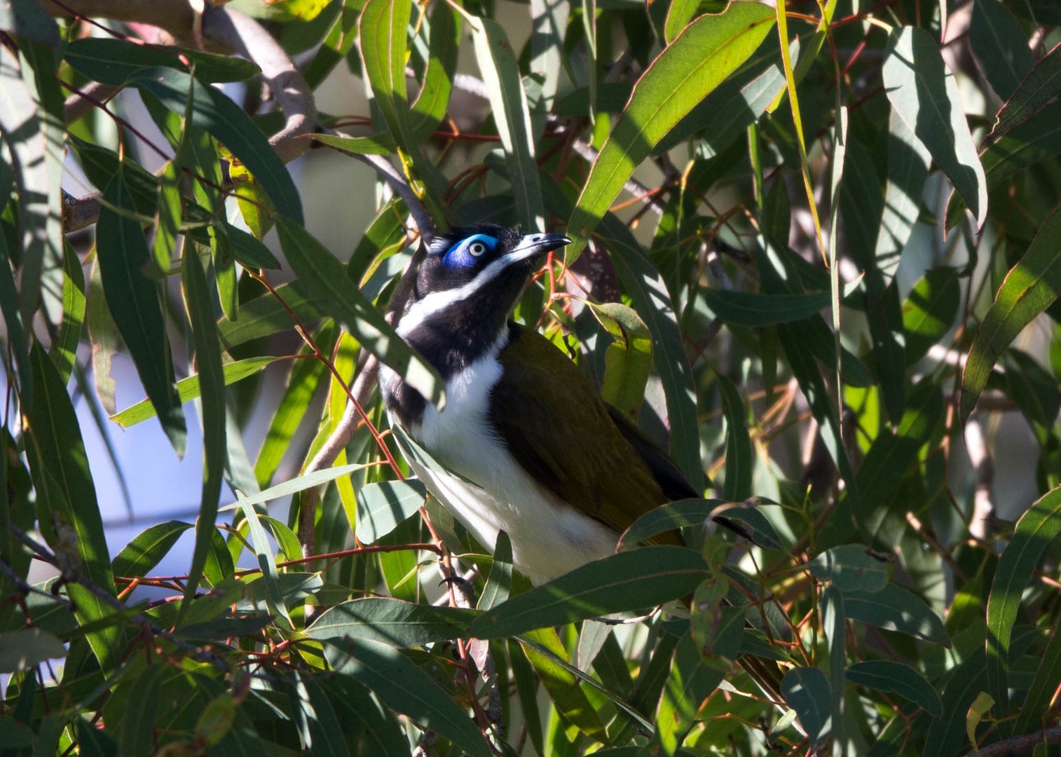 Blue Faced Honeyeater