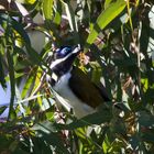 Blue Faced Honeyeater