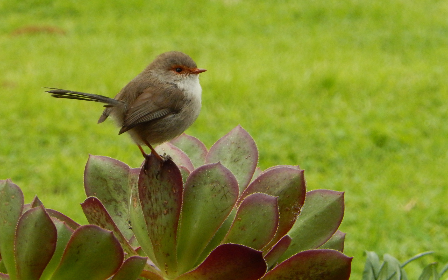 Blue Fairy Wren, Female