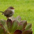 Blue Fairy Wren, Female