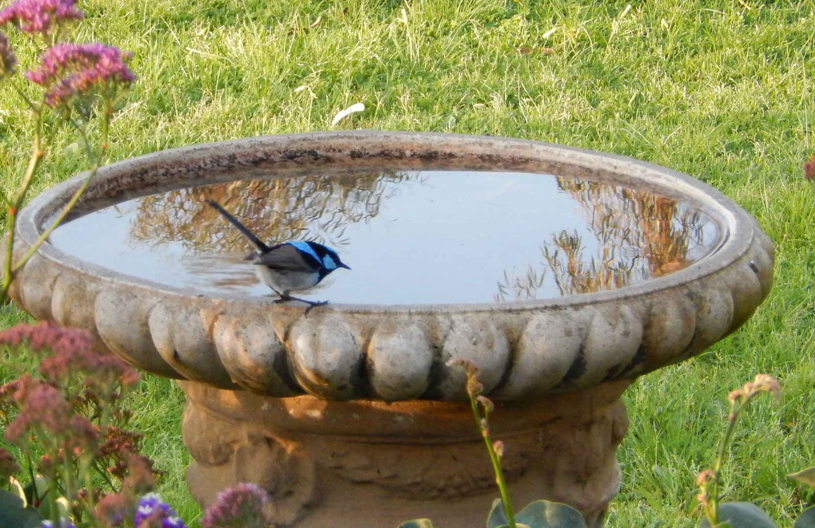 Blue Fairy Wren, Male