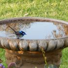 Blue Fairy Wren, Male